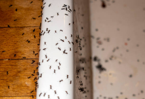 Insect Control in Copper Canyon, TX